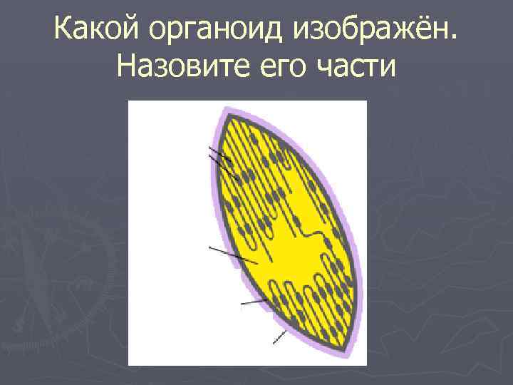 Какой органоид изображён. Назовите его части 
