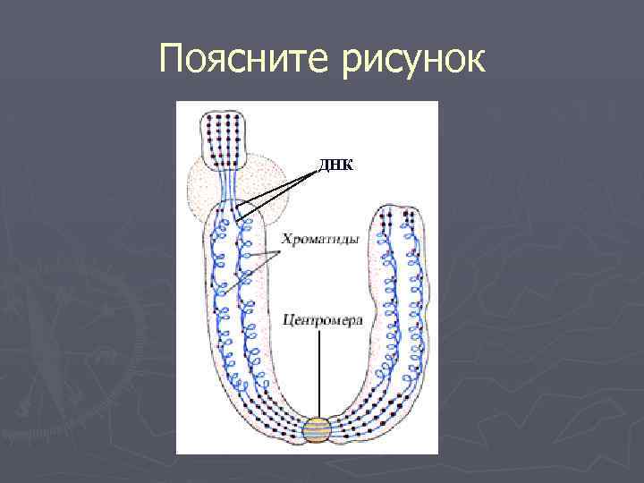 Поясните рисунок ДНК 