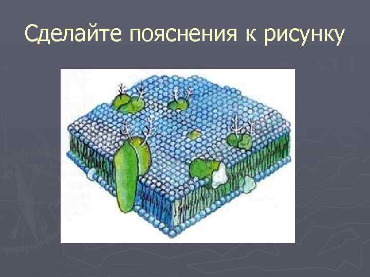 Сделайте пояснения к рисунку Ж Двойной слой липидов . 
