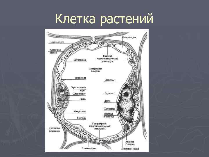 Клетка растений 