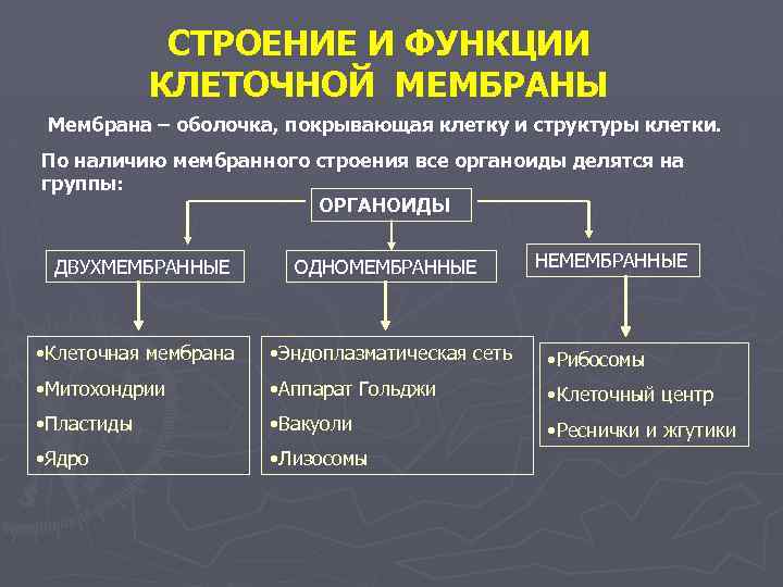 СТРОЕНИЕ И ФУНКЦИИ КЛЕТОЧНОЙ МЕМБРАНЫ Мембрана – оболочка, покрывающая клетку и структуры клетки. По