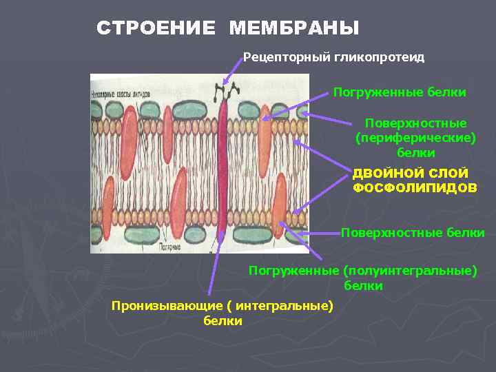 Белки в клеточной мембране