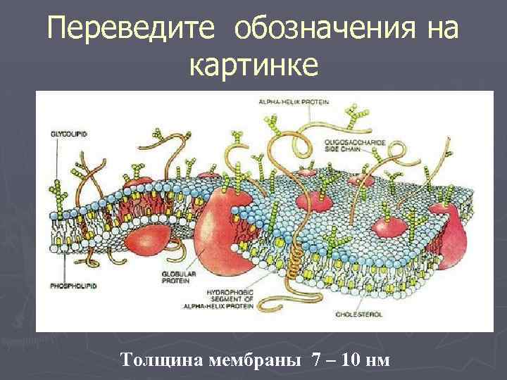 Переведите обозначения на картинке Толщина мембраны 7 – 10 нм 