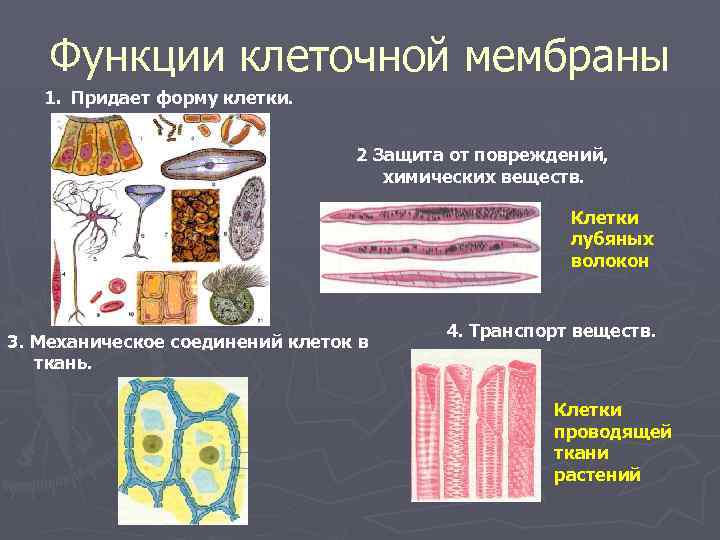 Форма клеточных организмов. Формы клеток. Функции клетки. Что придает клетке форму. Связь формы клеток с их функцией.