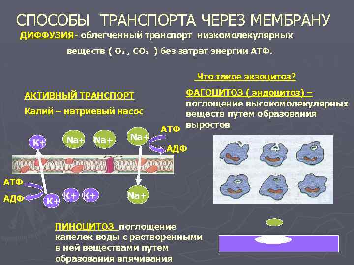 Диффузия через мембрану