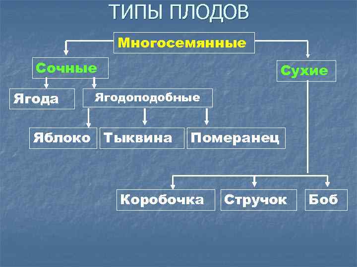 ТИПЫ ПЛОДОВ Многосемянные Сочные Ягода Сухие Ягодоподобные Яблоко Тыквина Померанец Коробочка Стручок Боб 