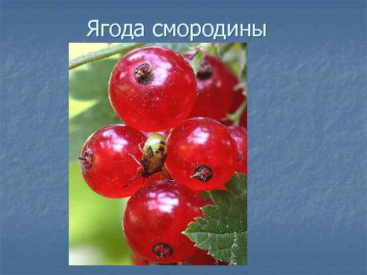 Ягода смородины 