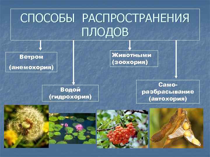 Способыраспростронения плодов. Способы распространения семян животными. Способы распространения плодов растений. Способ распространения плодов животными.