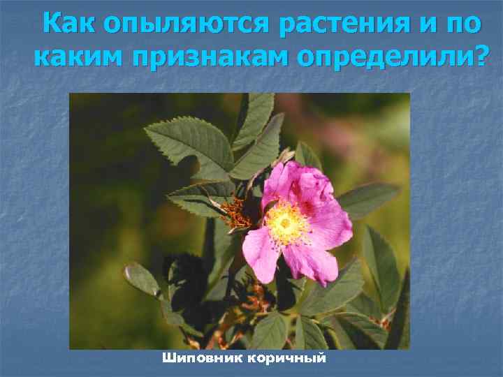 Как опыляются растения и по каким признакам определили? Шиповник коричный 