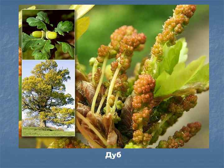 Дуб 