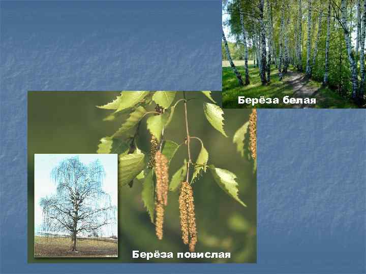 Берёза белая Берёза повислая 