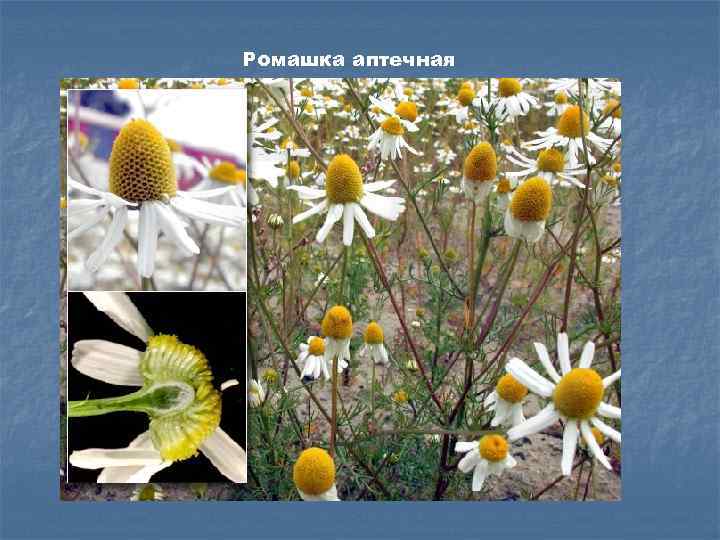 Ромашка аптечная 