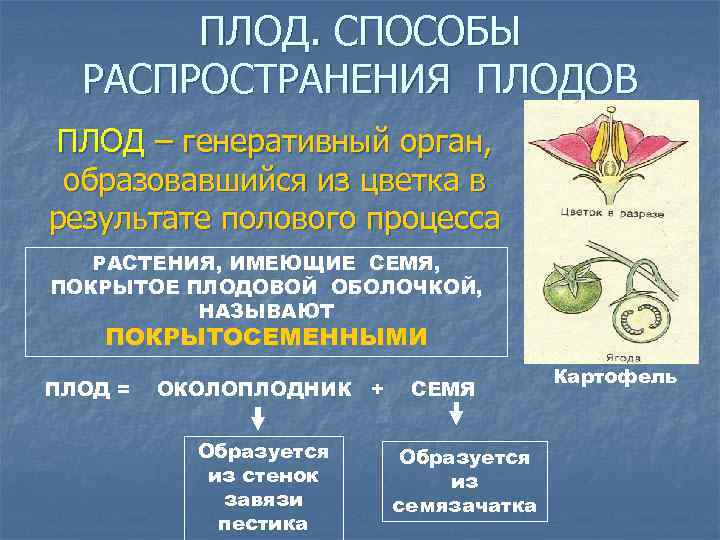 ПЛОД. СПОСОБЫ РАСПРОСТРАНЕНИЯ ПЛОДОВ ПЛОД – генеративный орган, образовавшийся из цветка в результате полового