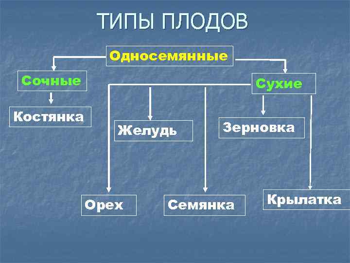 ТИПЫ ПЛОДОВ Односемянные Сочные Костянка Сухие Желудь Орех Зерновка Семянка Крылатка 