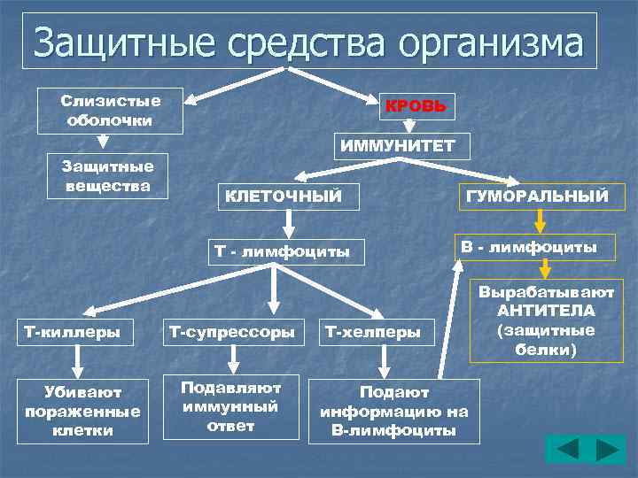 Защитные средства организма Слизистые оболочки Защитные вещества КРОВЬ ИММУНИТЕТ КЛЕТОЧНЫЙ Т - лимфоциты Т-киллеры