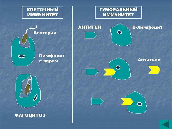 КЛЕТОЧНЫЙ ИММУНИТЕТ Бактерия Лимфоцит с ядром ФАГОЦИТОЗ ГУМОРАЛЬНЫЙ ИММУНИТЕТ АНТИГЕН В-лимфоцит Антитело 