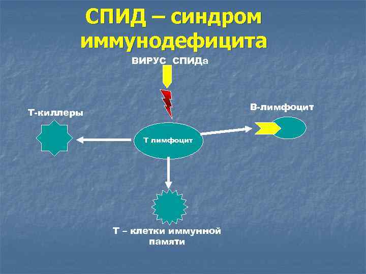 СПИД – синдром иммунодефицита ВИРУС СПИДа В-лимфоцит Т-киллеры Т лимфоцит Т – клетки иммунной