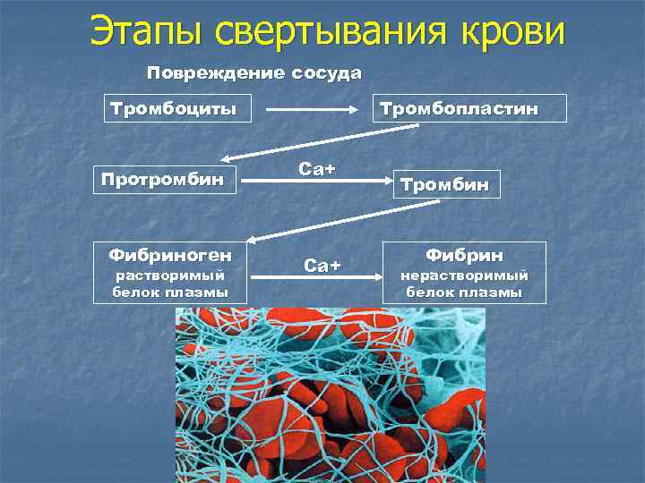 Схема свертывания крови 8 класс биология