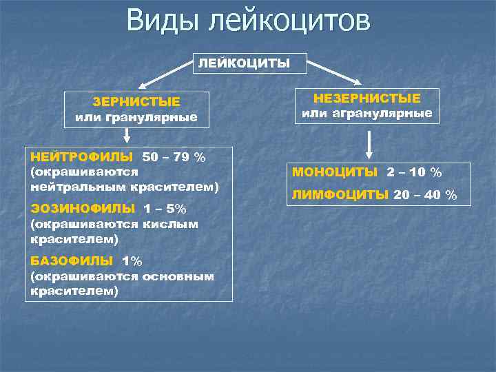 Виды лейкоцитов ЛЕЙКОЦИТЫ ЗЕРНИСТЫЕ или гранулярные НЕЙТРОФИЛЫ 50 – 79 % (окрашиваются нейтральным красителем)