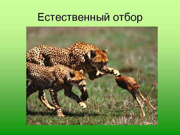 Естественный отбор 