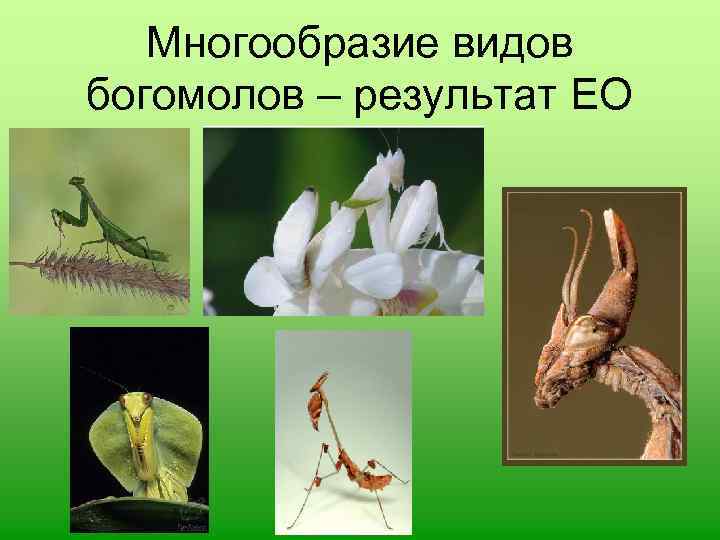 Многообразие видов богомолов – результат ЕО 