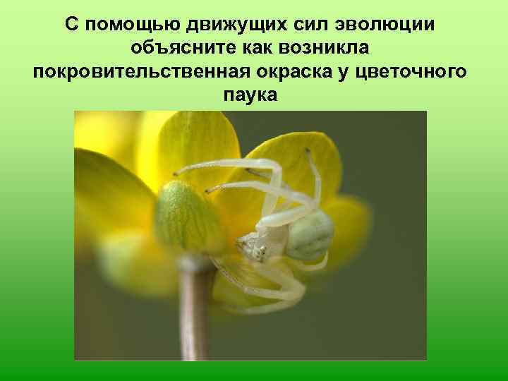 С помощью движущих сил эволюции объясните как возникла покровительственная окраска у цветочного паука 