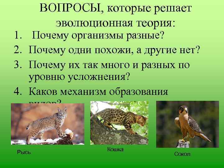 ВОПРОСЫ, которые решает эволюционная теория: 1. Почему организмы разные? 2. Почему одни похожи, а