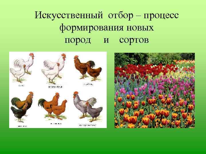 Искусственный отбор фото