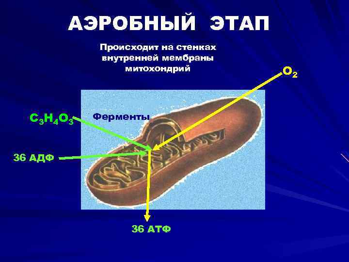 АЭРОБНЫЙ ЭТАП Происходит на стенках внутренней мембраны митохондрий С 3 Н 4 О 3