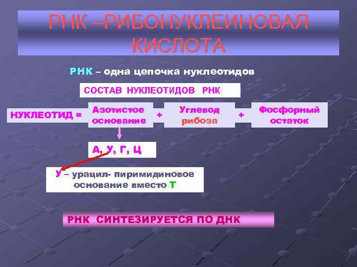 РНК –РИБОНУКЛЕИНОВАЯ   КИСЛОТА   РНК – одна цепочка нуклеотидов 