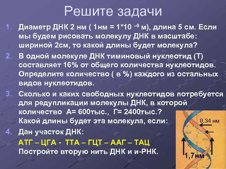     Решите задачи 1. Диаметр ДНК 2 нм ( 1 нм
