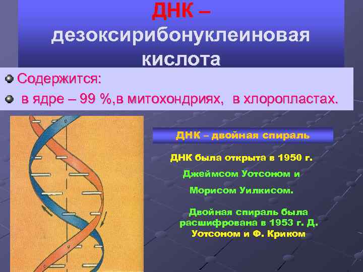    ДНК – дезоксирибонуклеиновая   кислота Содержится: в ядре – 99