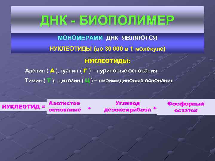    ДНК - БИОПОЛИМЕР   МОНОМЕРАМИ ДНК ЯВЛЯЮТСЯ   