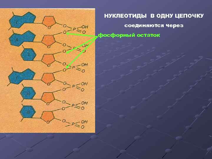  НУКЛЕОТИДЫ В ОДНУ ЦЕПОЧКУ  соединяются через фосфорный остаток 