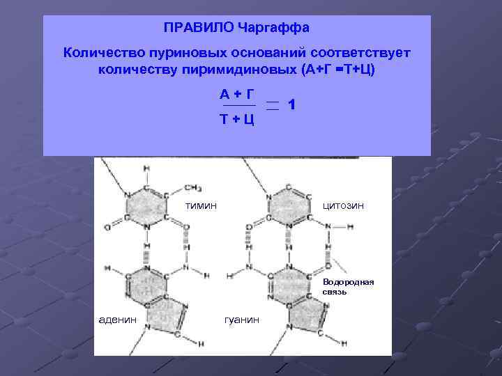    ПРАВИЛО Чаргаффа Количество пуриновых оснований соответствует количеству пиримидиновых (А+Г =Т+Ц) 