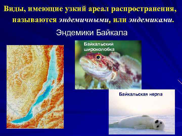 Виды, имеющие узкий ареал распространения, называются эндемичными, или эндемиками. Эндемики Байкала Байкальский широколобка Байкальская