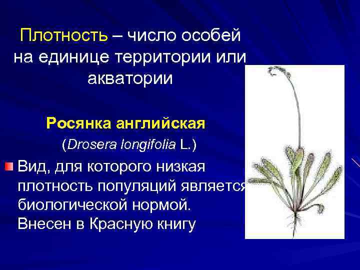  Плотность – число особей на единице территории или акватории Росянка английская (Drosera longifolia