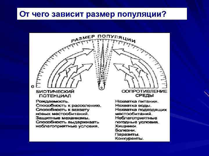 От чего зависит размер популяции? ? 