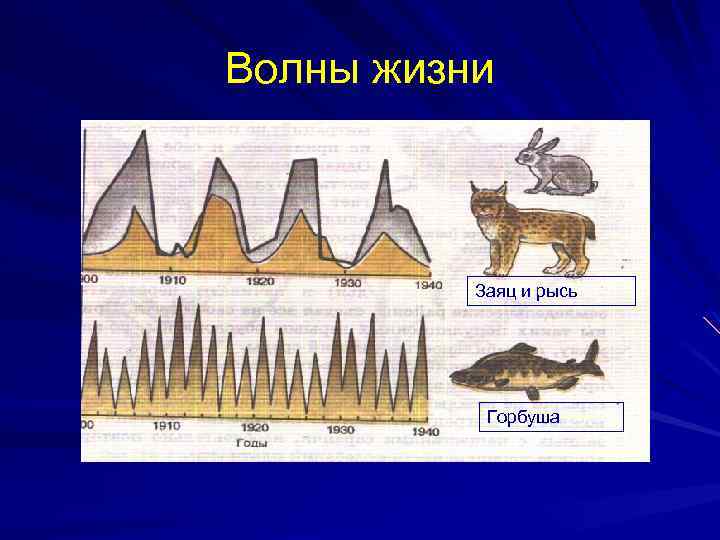 Волны жизни Заяц и рысь Горбуша 