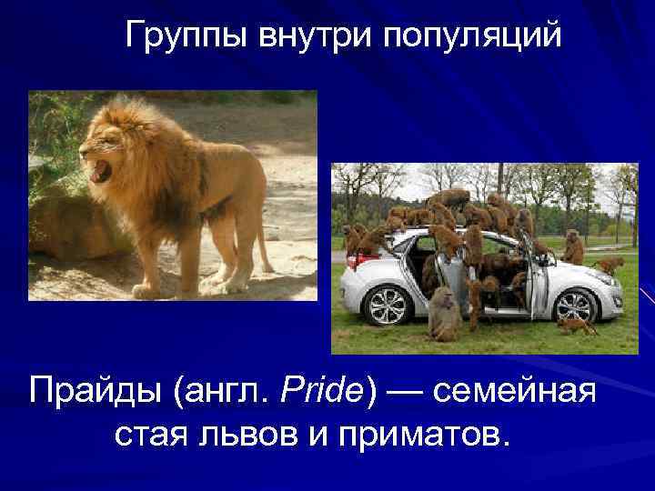  Группы внутри популяций Прайды (англ. Pride) — семейная Прайды стая львов и приматов.