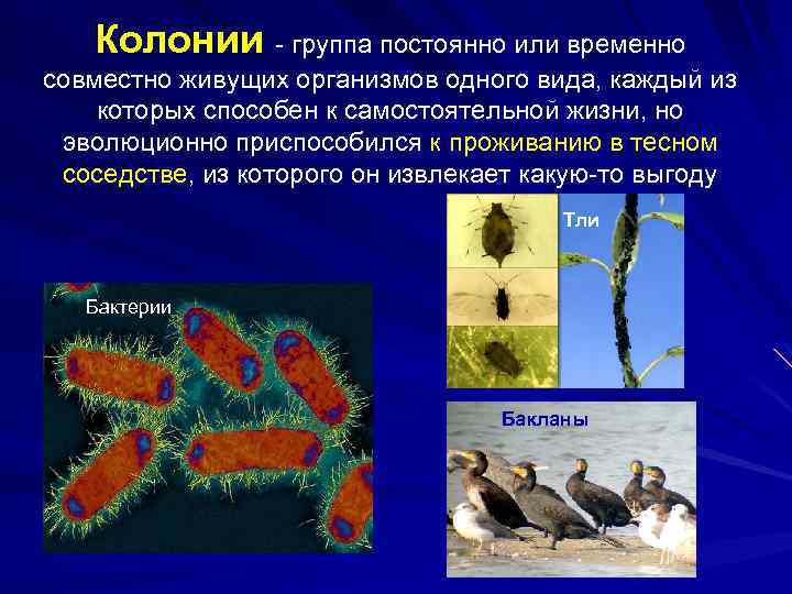  Колонии - группа постоянно или временно совместно живущих организмов одного вида, каждый из