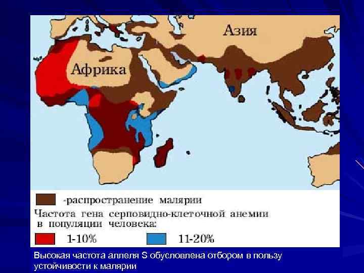  S Высокая частота аллеля S обусловлена отбором в пользу устойчивости к малярии 