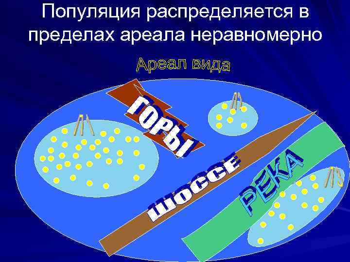  Популяция распределяется в пределах ареала неравномерно 