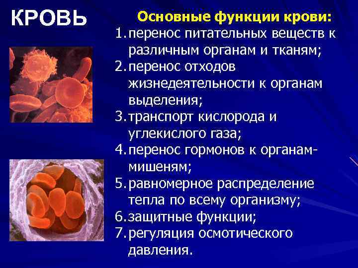 Различных органах и тканях. Питательные вещества в крови. Кровь переносит питательные вещества. Перенос питательных веществ кровью. Питательные вещества и органы.