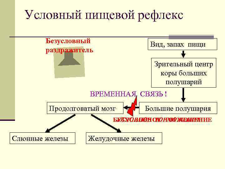 Условный пищевой рефлекс Безусловный раздражитель Вид, запах пищи Зрительный центр коры больших полушарий ВРЕМЕННАЯ