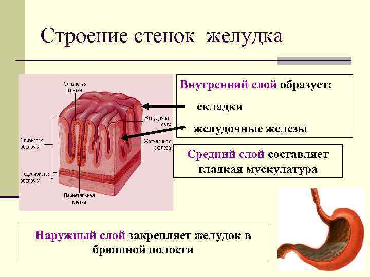 Строение стенок желудка Внутренний слой образует: • складки • желудочные железы Средний слой составляет