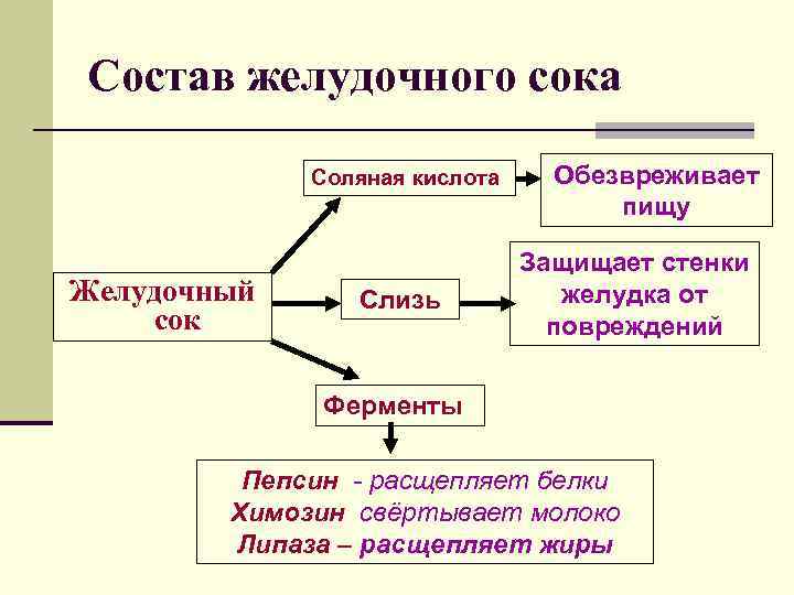 Состав желудочного сока Соляная кислота Желудочный сок Слизь Обезвреживает пищу Защищает стенки желудка от