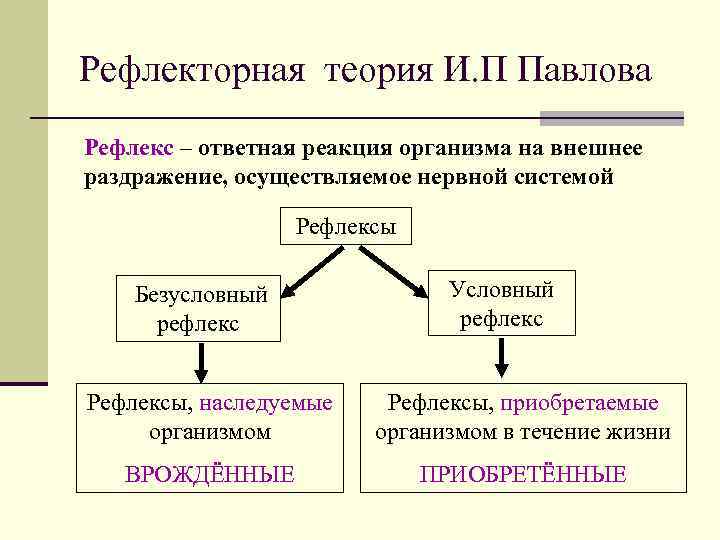 Рефлекторная теория И. П Павлова Рефлекс – ответная реакция организма на внешнее раздражение, осуществляемое