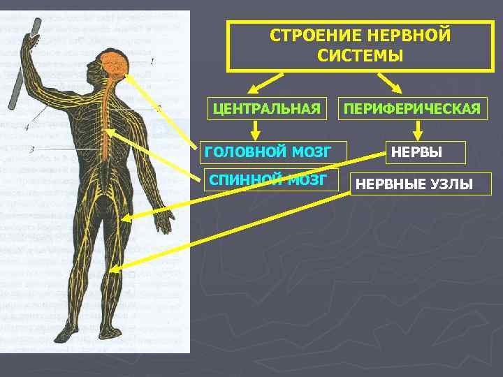 СТРОЕНИЕ НЕРВНОЙ СИСТЕМЫ ЦЕНТРАЛЬНАЯ ПЕРИФЕРИЧЕСКАЯ ГОЛОВНОЙ МОЗГ НЕРВЫ СПИННОЙ МОЗГ НЕРВНЫЕ УЗЛЫ 