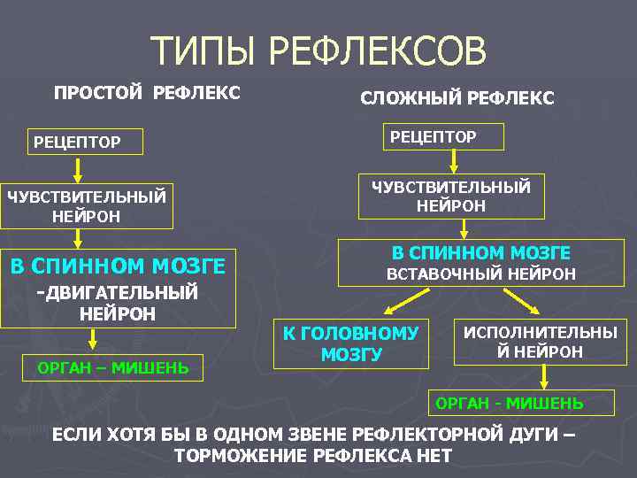 ТИПЫ РЕФЛЕКСОВ ПРОСТОЙ РЕФЛЕКС РЕЦЕПТОР ЧУВСТВИТЕЛЬНЫЙ НЕЙРОН В СПИННОМ МОЗГЕ -ДВИГАТЕЛЬНЫЙ НЕЙРОН ОРГАН –